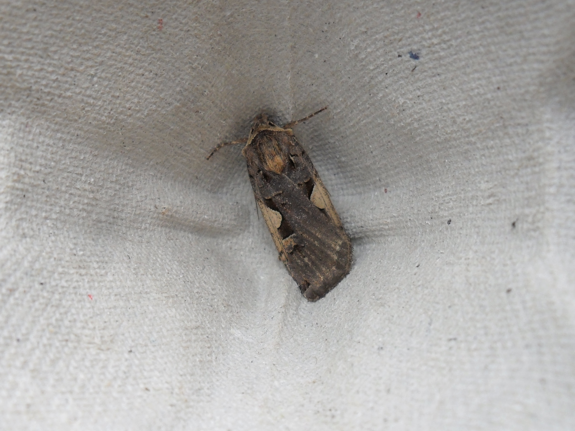 Setaceous Hebrew Character, Xestia c-nigrum
