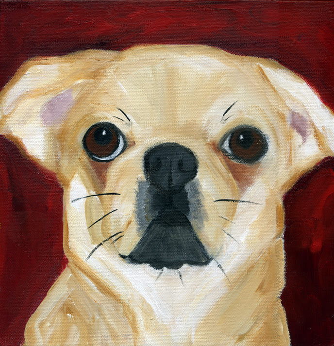 Dachshund Chihuahua Mix. Pekingnese-Chihuahua mix)