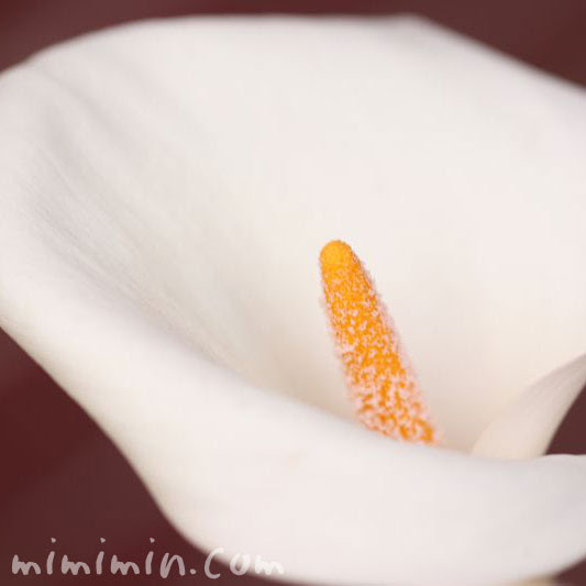 カラーの花の写真 花言葉 名前の由来 みみみんブログ