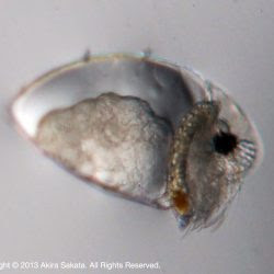 Daphnia Akira Sakata Official Site