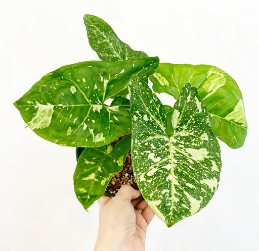 Hình ảnh