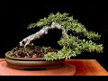 Cotoneaster Microphyllus Bonsai