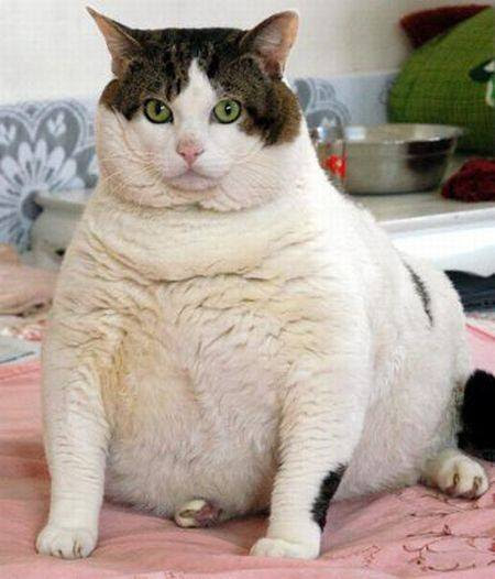Tiny Tim kucing berusia 9 tahun harus menjalani diet menurunkan berat badannya.
