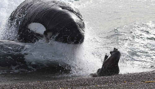 最強の海洋生物 シャチの生態と知恵 解説 シャチ 最強
