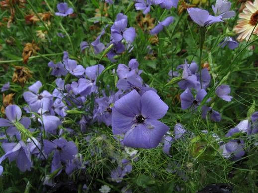 ビスカリア 花暮らし３６５日