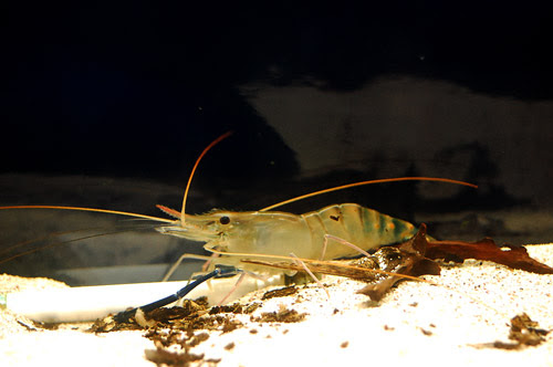 海水魚 サンゴ 熱帯魚 テラリウム 飼育