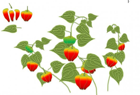 鬼灯の花言葉 英語名は さくらんぼとそっくりな花 春夏秋冬