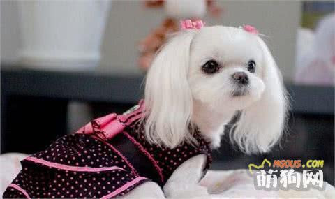 狗狗的平均寿命排行 爱尚宠物家 萌狗网