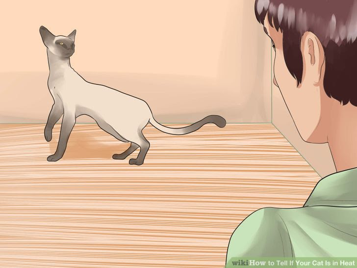 Tell if Your Cat Is in Heat Step 2.jpg