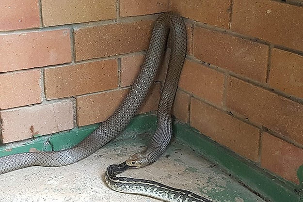 While this one ate another snake.