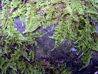 壁面への苔の定着 特講 苔園芸 モス プラン