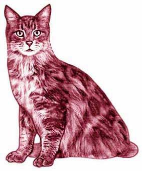 Charles Baudelaire Poesie Les Fleurs Du Mal Le Chat