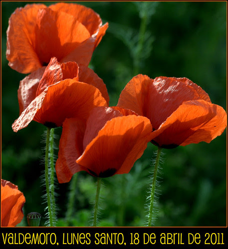 Estado de la cuestión: flora en Valdemoro, el Lunes Santo de 2011