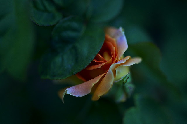 _DSC0578