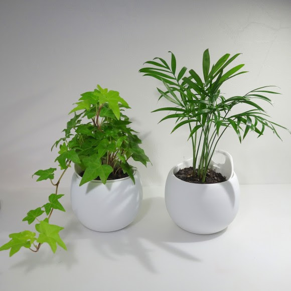 無印良品で卓上観葉植物を買ってみました Life Labo