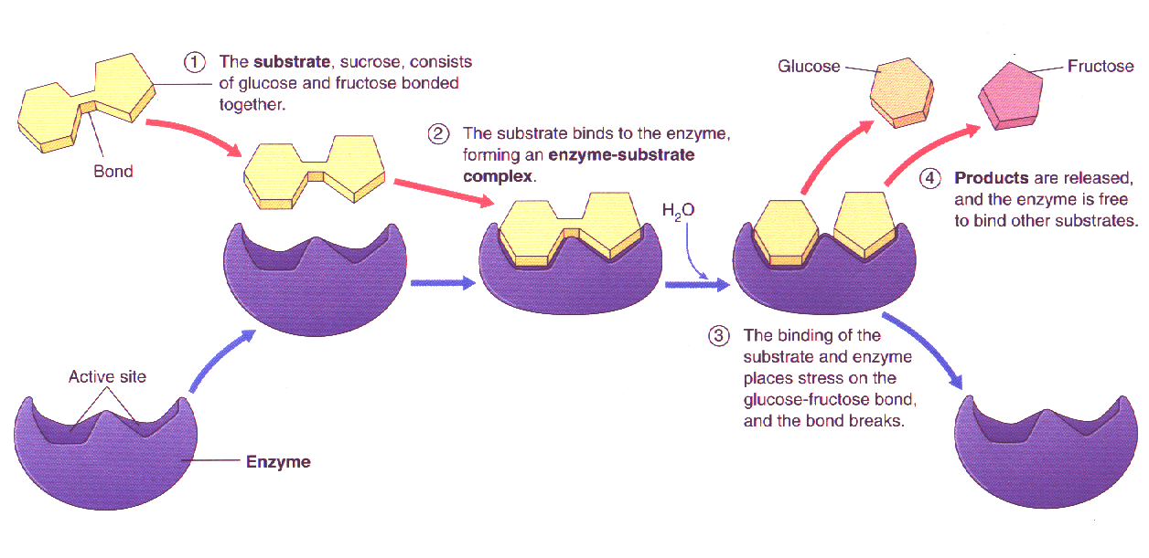 Enzyme reactions worksheet answers
