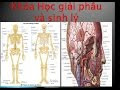 Đường đi của động mạch chủ ? giải phẫu và sinh lý #3-The path of the aor...
