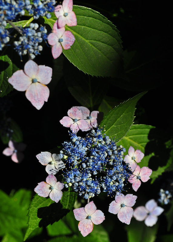 Hydrangea macrophylla 'Bluebird'