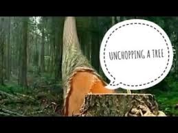 Summary of Unchopping A Tree | Class 11 | High School |
