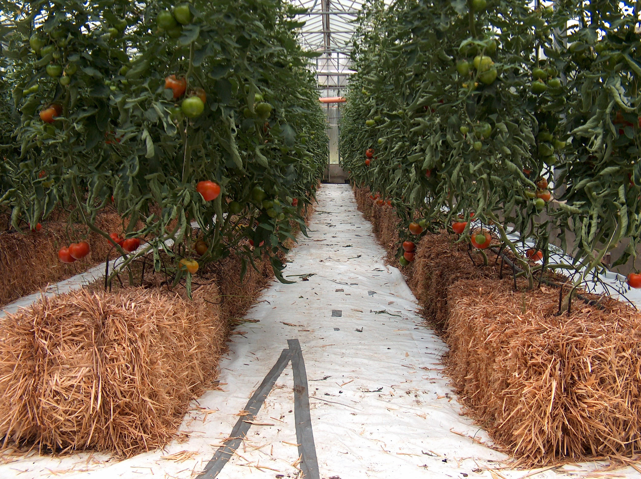 hydroponic farming united kingdom