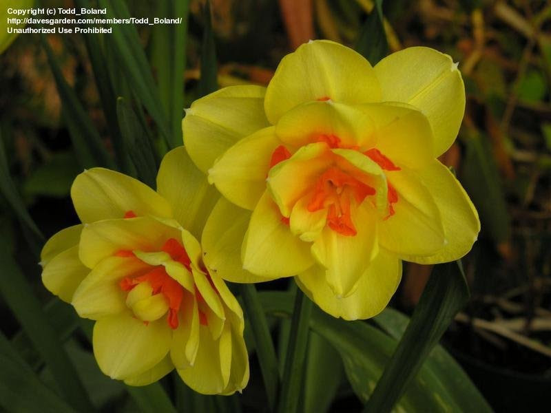 Today39;s bloom is Double Narcissus 39;Tahiti39; Narcissus 