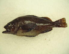 エの魚