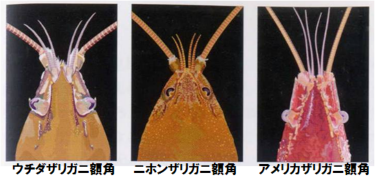 ザリガニの見分け方