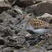 Dunlin - Pennington Flash