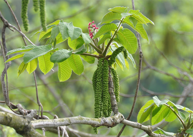 天童の家 クルミの花