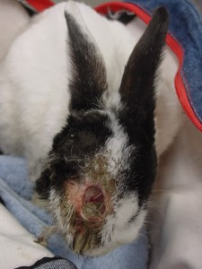 ウジ虫 オークどうぶつ病院 オークどうぶつ病院けやき 福岡市 犬 猫 エキゾチックの診察 治療 健康診断 ペットホテル 獣医師求人情報