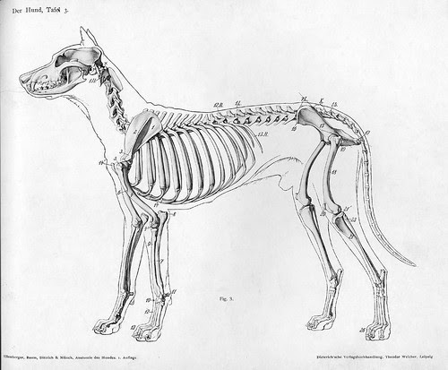 dog - lateral skeletal view