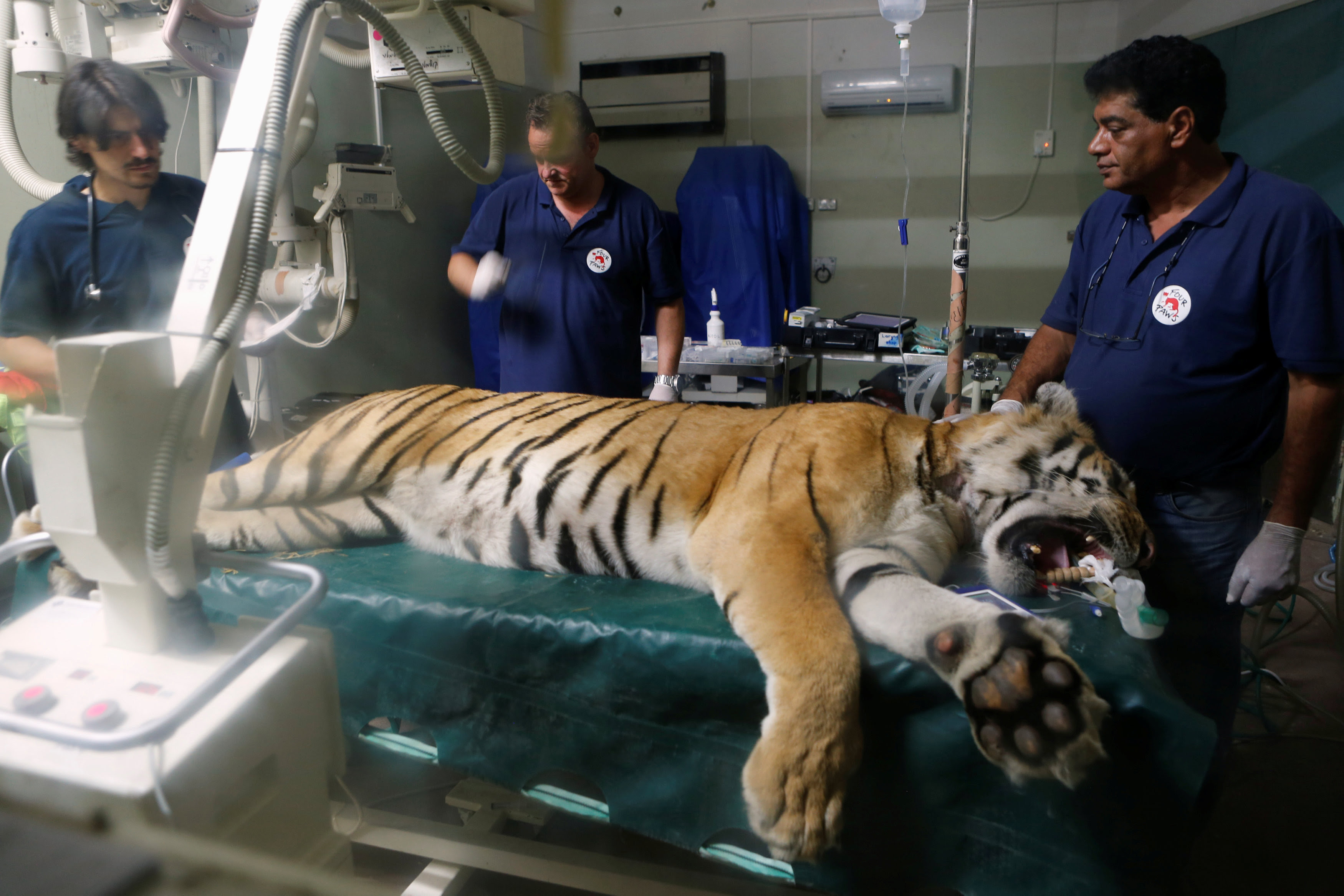 Laziz, an 8-year-old tiger, part of group of 15 animals from Gaza, the last survivors of the "worst zoo in the world", where dozens of animals died of starvation, is checked at the Hebrew University Veterinary Teaching Hospital in Rishon LeZion in Israel