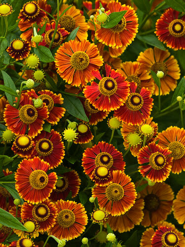 Среди бесчисленных цветов покажется, что Счастье рядом...