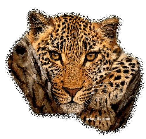 Onça pintada - Recados e Imagens para orkut, facebook, tumblr e hi5
