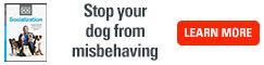 Cesar Millan shows you why it's important to socialize your dogs, and how you can do it. 