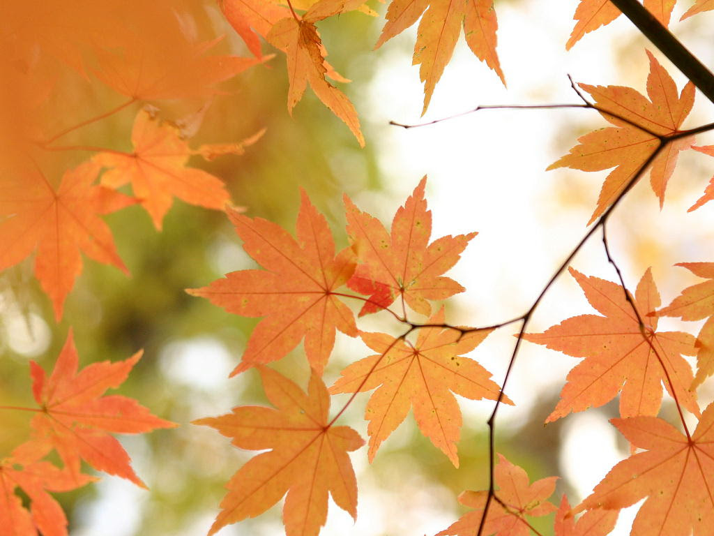 秋 オレンジ色の光 斜里町 来運公園の紅葉 記憶の中の情景 北海道の壁紙 壁紙無料