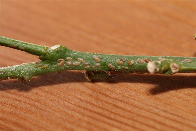 室内栽培でもカイガラムシはつく カイガラムシを撲滅するために ガーデニング 趣味時間