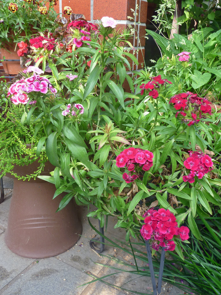 アメリカナデシコ