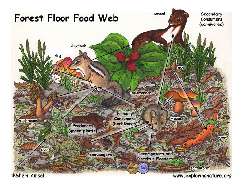 food chain in forest ecosystem. food chain in forest ecosystem. Forest Floor Food Web; Forest Floor Food Web. rhett7660. Nov 13, 05:37 PM. You#39;re talking about some hardcore Apple