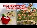 Budidaya Leci Dalam Pot