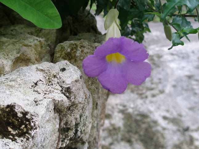 紫色の花図鑑