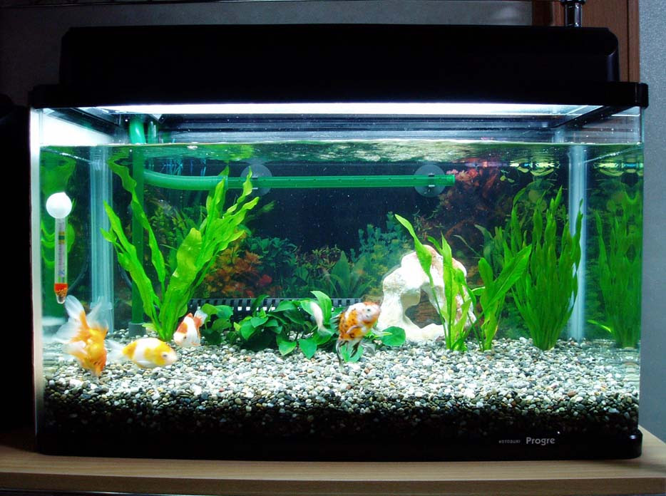 新しい水槽にお引っ越し 我が家の金魚たち