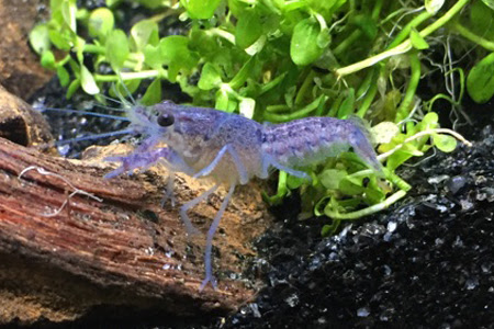 青いザリガニ フロリダハマーを飼育してみよう 生き物マスター