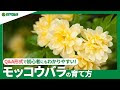 モッコウバラ 植え替え 根 283571-モッコウバラ 植え替��� 根
