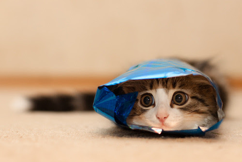 lostnaked:

Camouflage level - expert! ;)
