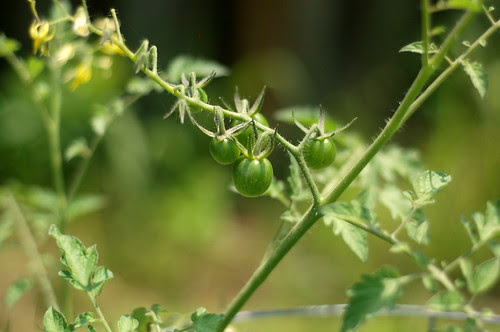 baby tomatoes