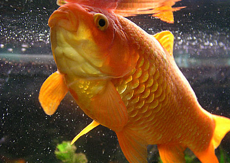 川の流れのように 金魚