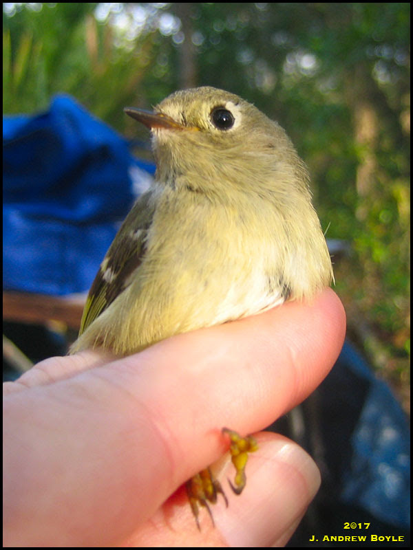 Ruby-crowned Kinglet