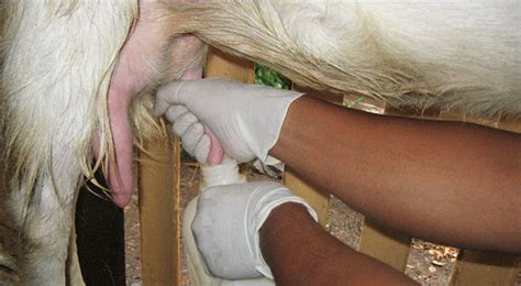 jual susu kambing etawa murni segar murah