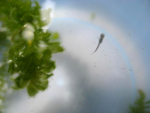 生後約１ヶ月経っためだかの稚魚 パピネンの小鳥エコ倶楽部